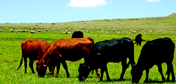 Cattle farming Cattle farming