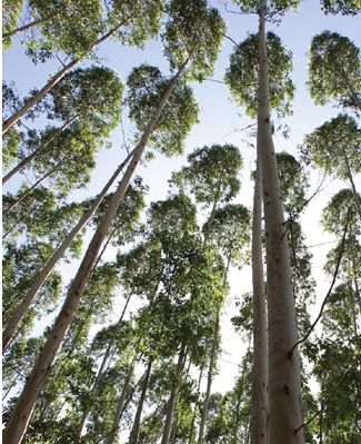 Mondi Forest