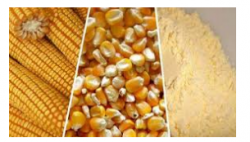 Willowton Group & Louis Dreyfus Company Africa anticipate economic boost with maize milling merger approvals.