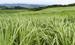 KZN Growth Fund - The South African sugar industry