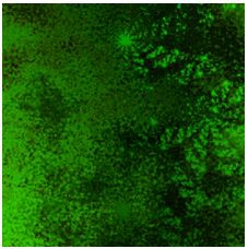 RBIDZ Supports Green