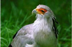 Secretary bird (SA Tourism)