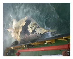KwaZulu-Natal Sharks Board - Humpback Carcass Found Floating At Sea       